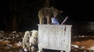 Uludağ’da kış uykusundan uyanan ayı ailesi, yiyecek ararken görüntülendi