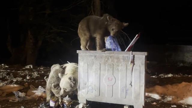 Uludağ’da kış uykusundan uyanan ayı ailesi, yiyecek ararken görüntülendi