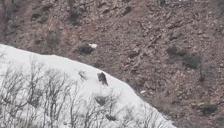 P&uuml;l&uuml;m&uuml;r Vadisi&rsquo;nde oyun oynayan ayılar g&ouml;r&uuml;nt&uuml;lendi