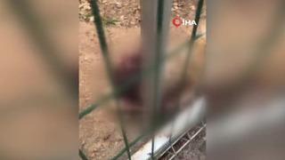 Hayvan bakımevindeki görüntüler infial yaratmıştı: O personeller görevden alındı