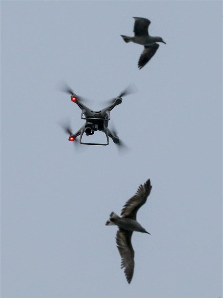 Drone'un martı mücadelesi G3