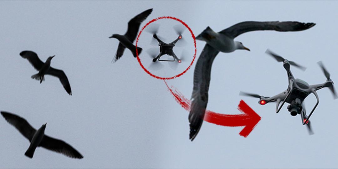 Drone'un martı m&uuml;cadelesi