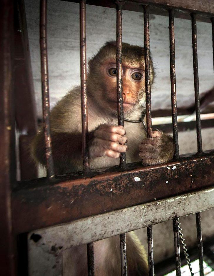 Böyle güzellik olmaz olsun! kürkleri için... G3