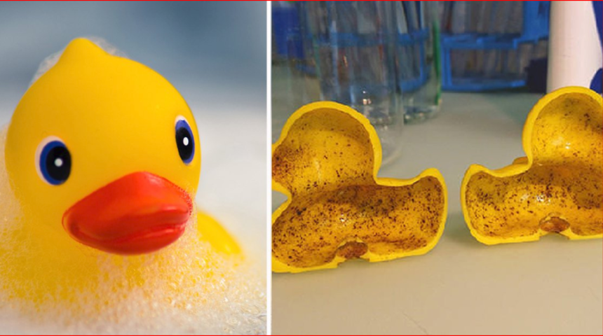 Plastik ördeklerin içi 'ölümcül bakterilerle dolu'