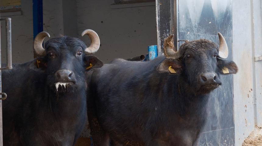 Ara tatil bitti, Aydın&rsquo;da &ouml;ğrenciler okula d&ouml;nd&uuml;