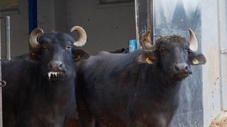 Ara tatil bitti, Aydın’da öğrenciler okula döndü