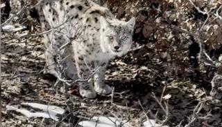 K&ouml;y&uuml;n i&ccedil;erisine giren vaşak g&ouml;r&uuml;nt&uuml;lendi