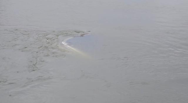 Edirne&rsquo;de taşkında nehre d&uuml;şen otomobil 1 ay sonra bulundu 3