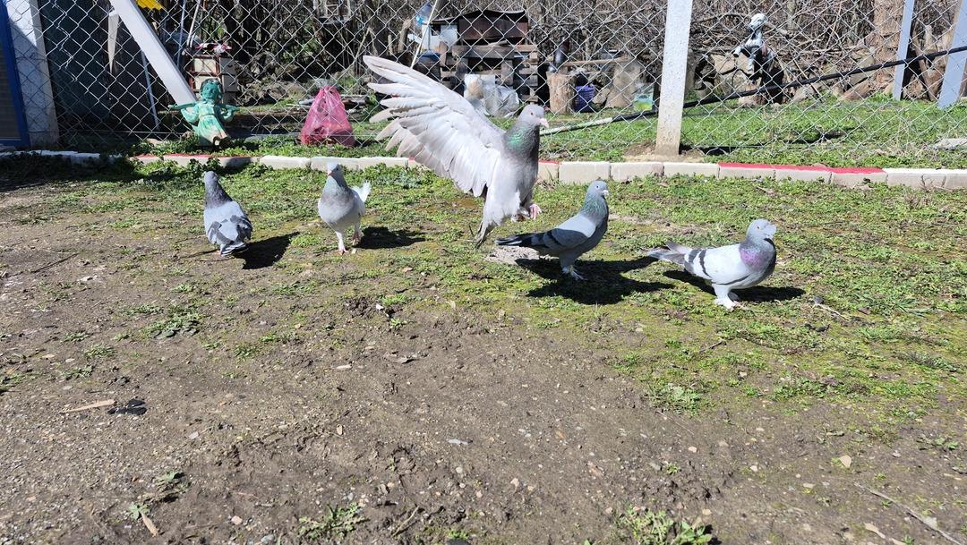 Her yerde var ama bunun kıymeti bir başka! &lsquo;1 ev parasına veriyorlar&rsquo;  2