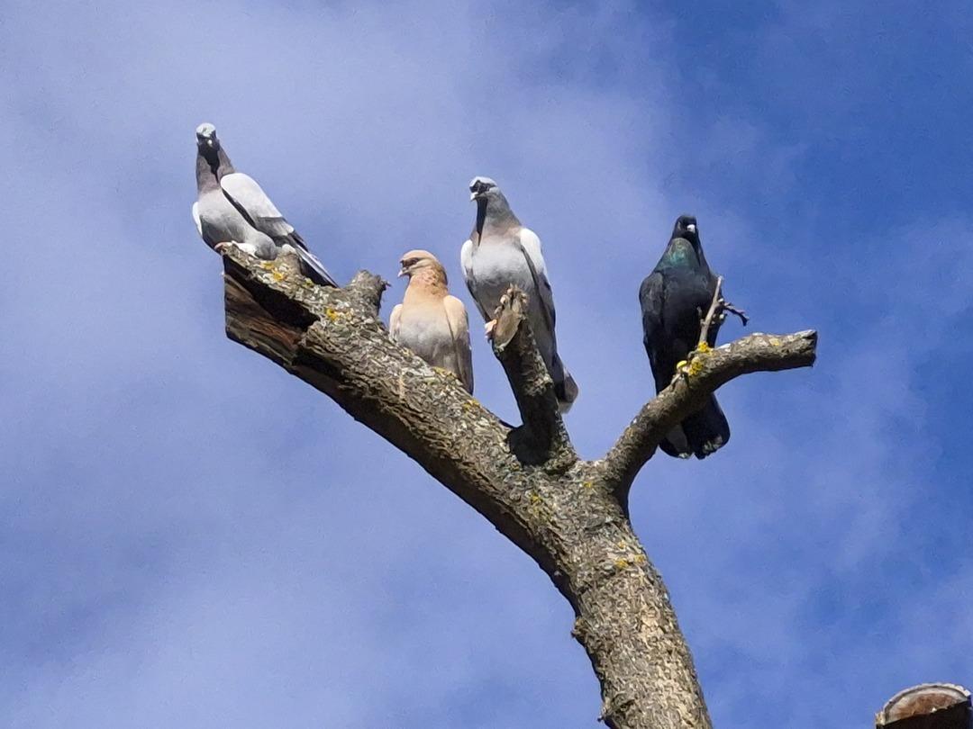 Her yerde var ama bunun kıymeti bir başka! &lsquo;1 ev parasına veriyorlar&rsquo;  4