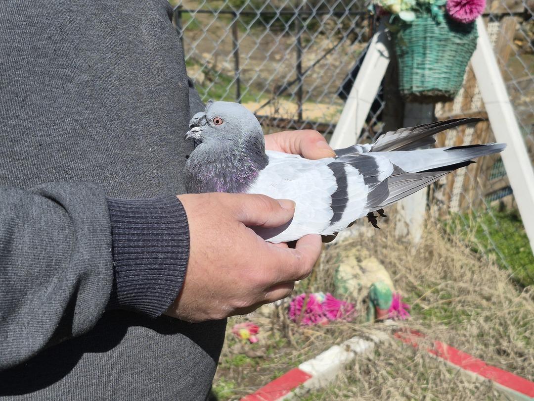 Her yerde var ama bunun kıymeti bir başka! &lsquo;1 ev parasına veriyorlar&rsquo;  5