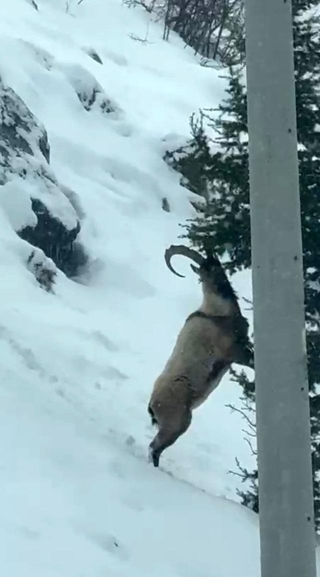 Aladağlar&rsquo;da yaban hayatı g&ouml;r&uuml;nt&uuml;lendi 3
