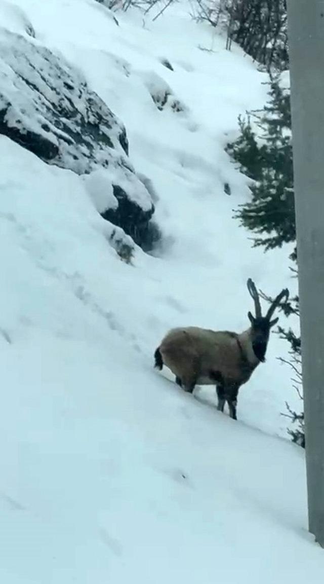 Aladağlar&rsquo;da yaban hayatı g&ouml;r&uuml;nt&uuml;lendi 2