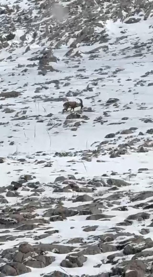 Aladağlar&rsquo;da yaban hayatı g&ouml;r&uuml;nt&uuml;lendi 1