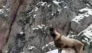 Aladağlar&rsquo;da yaban hayatı g&ouml;r&uuml;nt&uuml;lendi