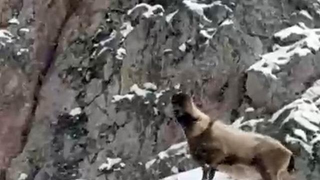 Aladağlar’da yaban hayatı görüntülendi