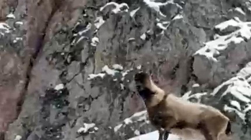 Aladağlar&rsquo;da yaban hayatı g&ouml;r&uuml;nt&uuml;lendi