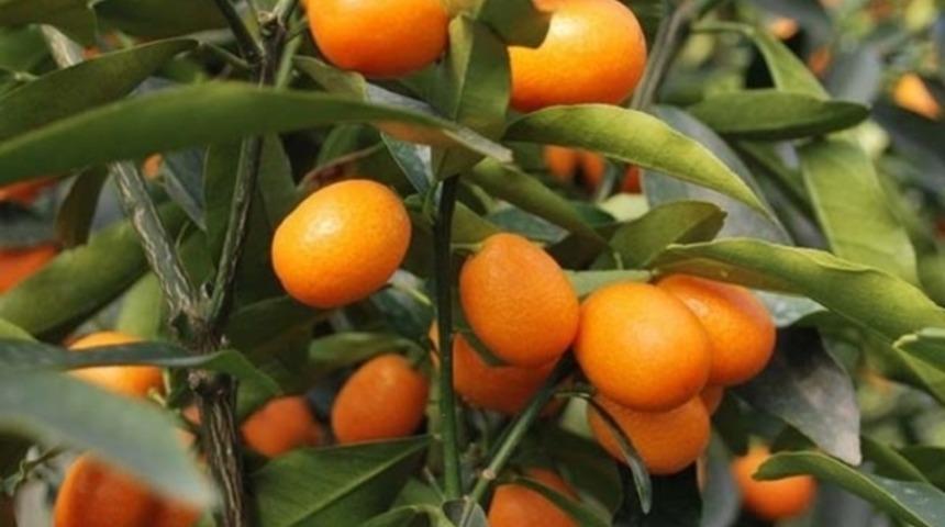 Rusya: T&uuml;rk narenciye &uuml;r&uuml;nlerinin sevkiyatı yakında başlayacak