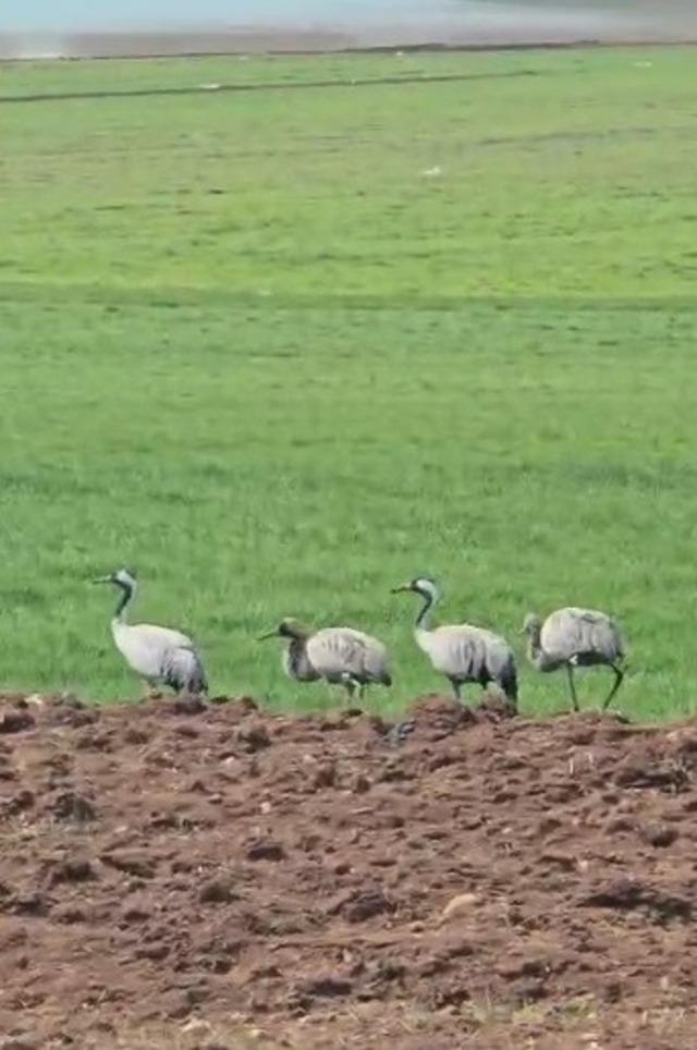 T&uuml;rk&uuml;lere konu oluyor: Tunceli&rsquo;de g&ouml;r&uuml;nt&uuml;lendi 1