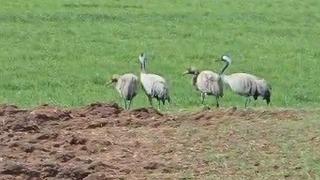 Türkülere konu oluyor: Tunceli’de görüntülendi