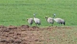 T&uuml;rk&uuml;lere konu oluyor: Tunceli&rsquo;de g&ouml;r&uuml;nt&uuml;lendi
