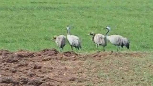Türkülere konu oluyor: Tunceli’de görüntülendi