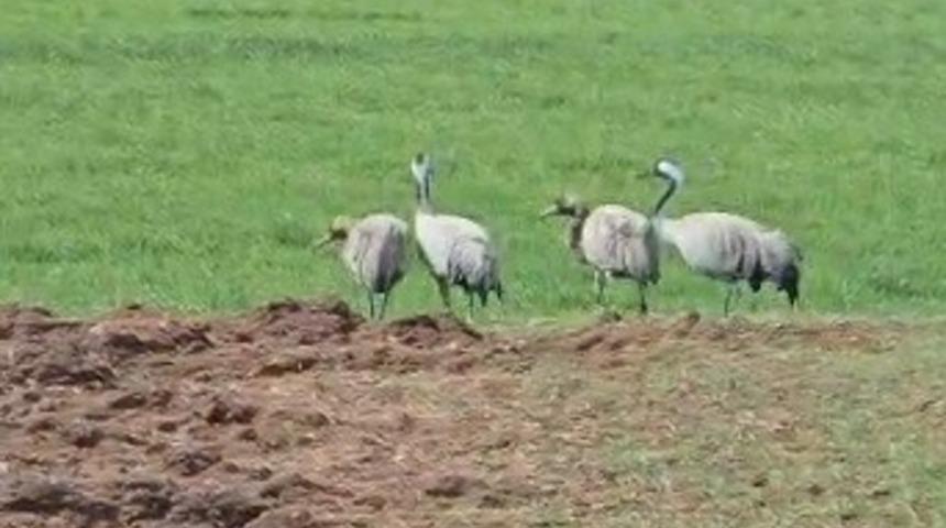 T&uuml;rk&uuml;lere konu oluyor: Tunceli&rsquo;de g&ouml;r&uuml;nt&uuml;lendi