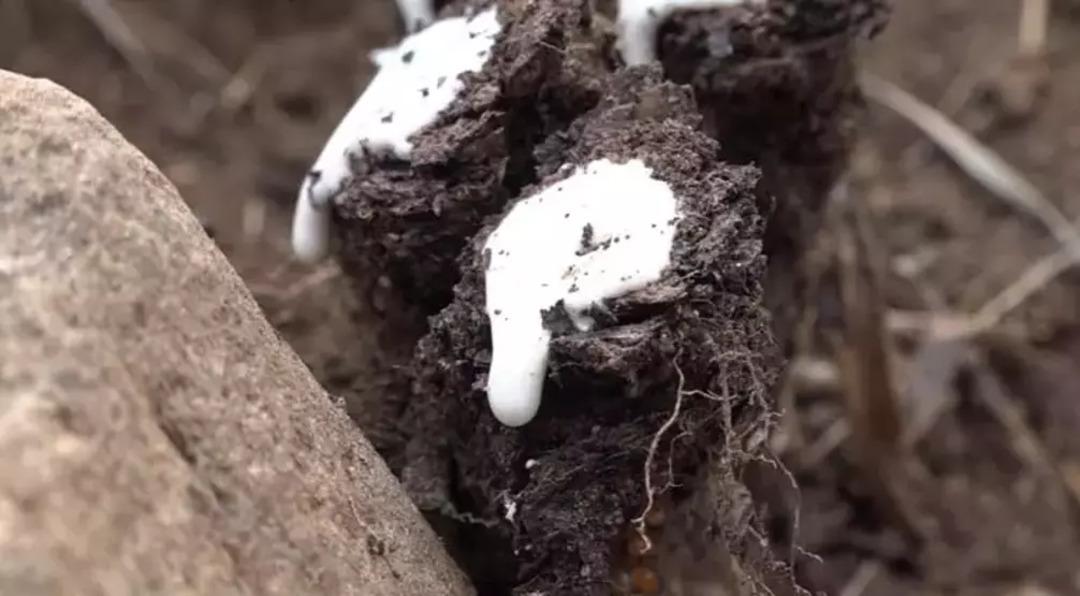 Ne altın ne borsa! Kilosu 15 bin TL olan dağ sakızı rekor kırdı 1