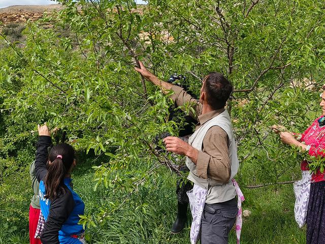 Bu yıl erken &ccedil;ıktı! Kilosu 150 TL ama faydaları i&ccedil;in kapış kapış gidiyor