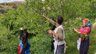 Bu yıl erken çıktı! Kilosu 150 TL ama faydaları için kapış kapış gidiyor