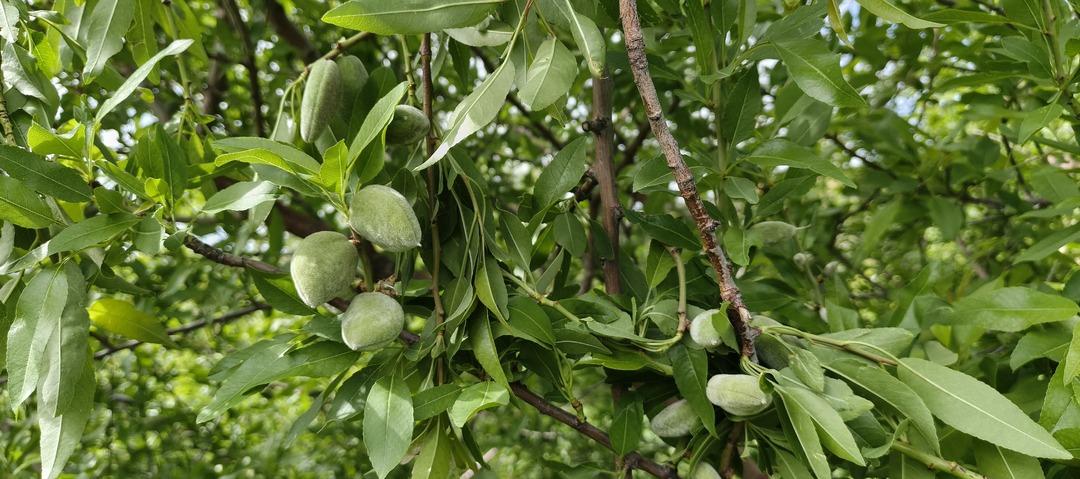 Bu yıl erken &ccedil;ıktı! Kilosu 150 TL ama faydaları i&ccedil;in kapış kapış gidiyor 1
