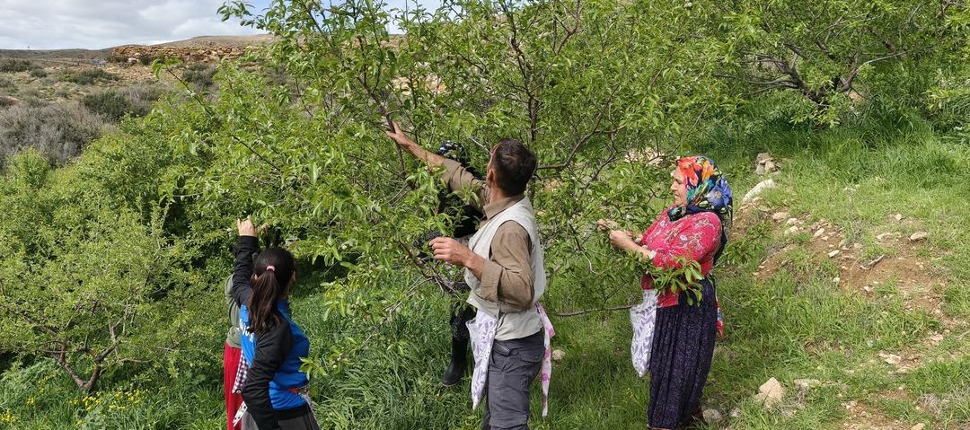 Bu yıl erken &ccedil;ıktı! Kilosu 150 TL ama faydaları i&ccedil;in kapış kapış gidiyor 2