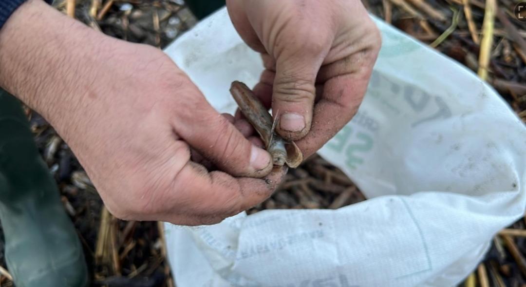 Japonya arıyor T&uuml;rkiye ye yağıyor! Denizin hazinesi fırtınayla sahile vurdu 1