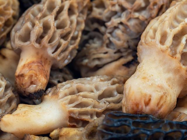 Zehir de olabilir şifa da! Saatlerce haşlayıp yiyorlar: Doğru pişirildiğinde faydaları saymakla bitmiyor