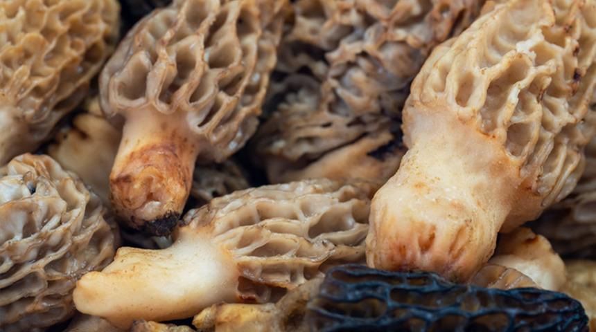 Zehir de olabilir şifa da! Saatlerce haşlayıp yiyorlar: Doğru pişirildiğinde faydaları saymakla bitmiyor