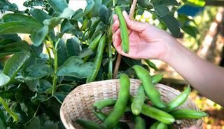 Dalından kopar kopmaz bitiyor! Bu lezzet i&ccedil;in aylarca bekleniyor 