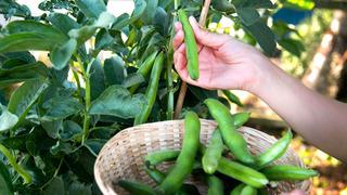 Dalından kopar kopmaz bitiyor! Bu lezzet için aylarca bekleniyor 