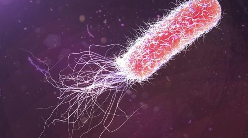 Bu bakteri hatıralarını sonraki nesillere aktarıyor!