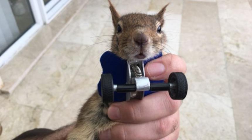 Sincap Karamel protezine alıştı