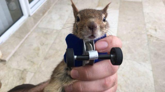 Sincap Karamel protezine alıştı