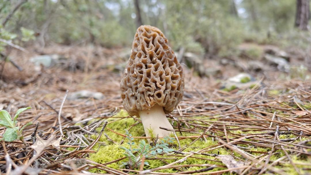Altın bulmuş gibi seviniyorlar! Yağmurdan sonra ortaya &ccedil;ıkıyor, doğada kendiliğinden yetişiyor 1