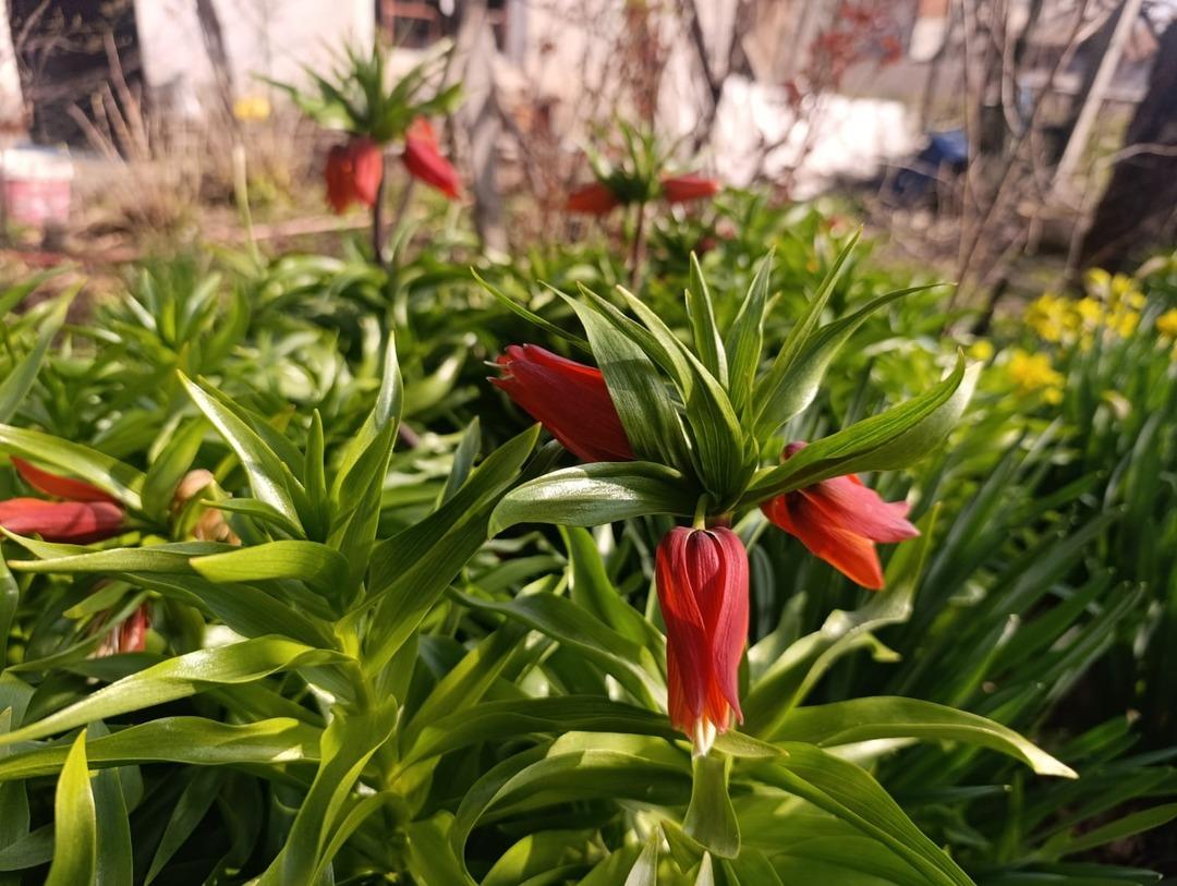G&uuml;zelliği sadece 20 g&uuml;n s&uuml;r&uuml;yor: Şehir dışından bile g&ouml;rmeye gelen var! 3