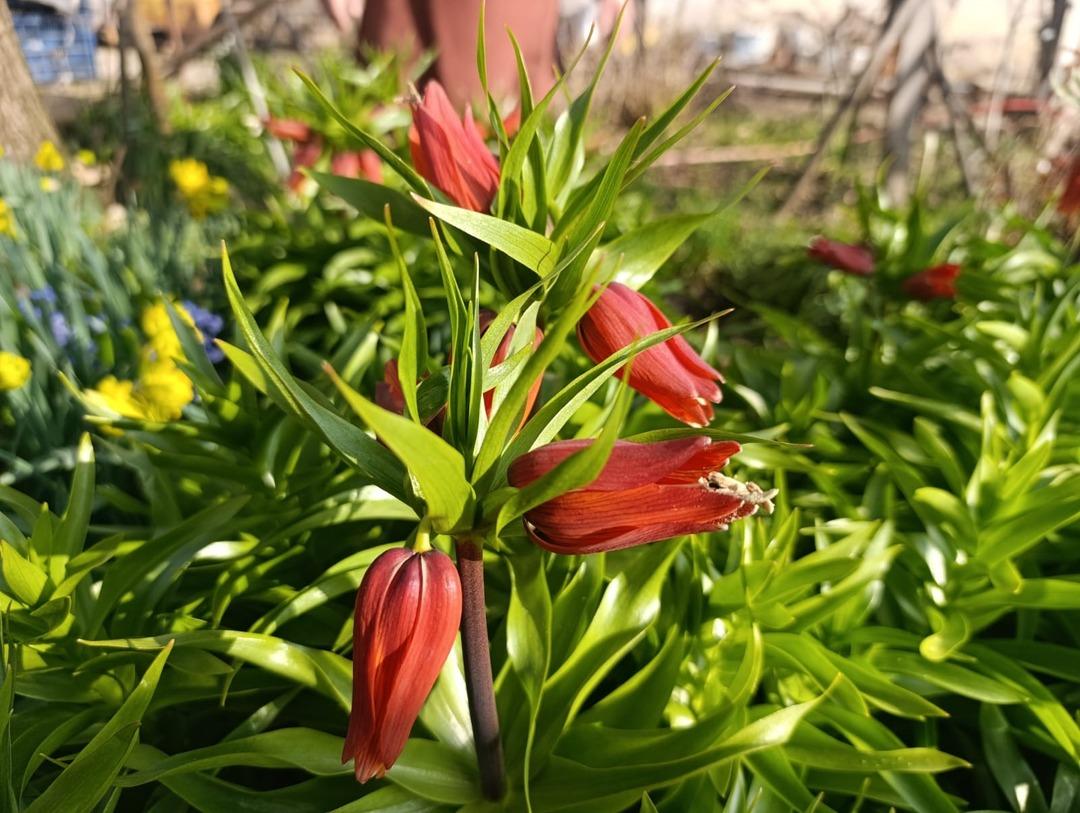 G&uuml;zelliği sadece 20 g&uuml;n s&uuml;r&uuml;yor: Şehir dışından bile g&ouml;rmeye gelen var! 2