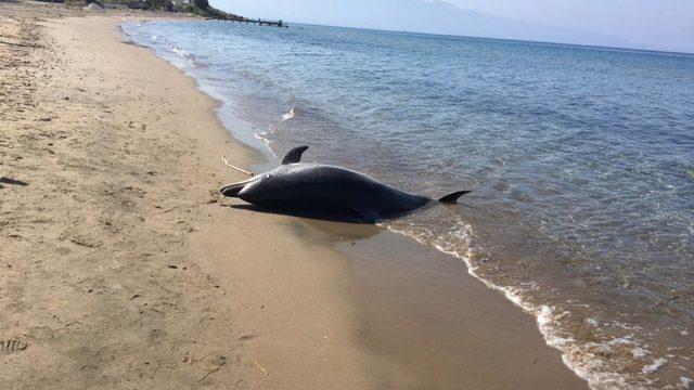 Bodrum sahilinde şok eden görüntü