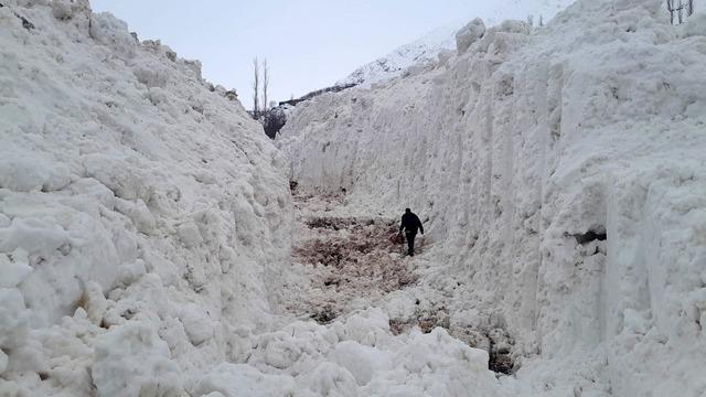 Yüksekova'da çığ meyve bahçelerini yuttu: Köy yolu kar tünelleriyle açılıyor