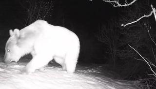 Fotokapana yansıyan yaban hayatı hareketliliği