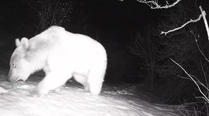 Fotokapana yansıyan yaban hayatı hareketliliği