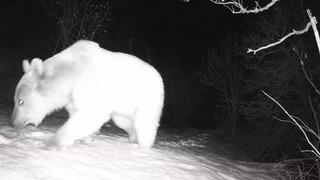Fotokapana yansıyan yaban hayatı hareketliliği