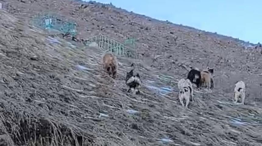 Y&uuml;ksekova'da yerleşim yerine inen ayıları &ccedil;oban k&ouml;pekleri uzaklaştırdı