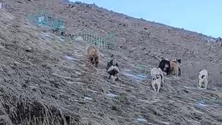 Yüksekova'da yerleşim yerine inen ayıları çoban köpekleri uzaklaştırdı